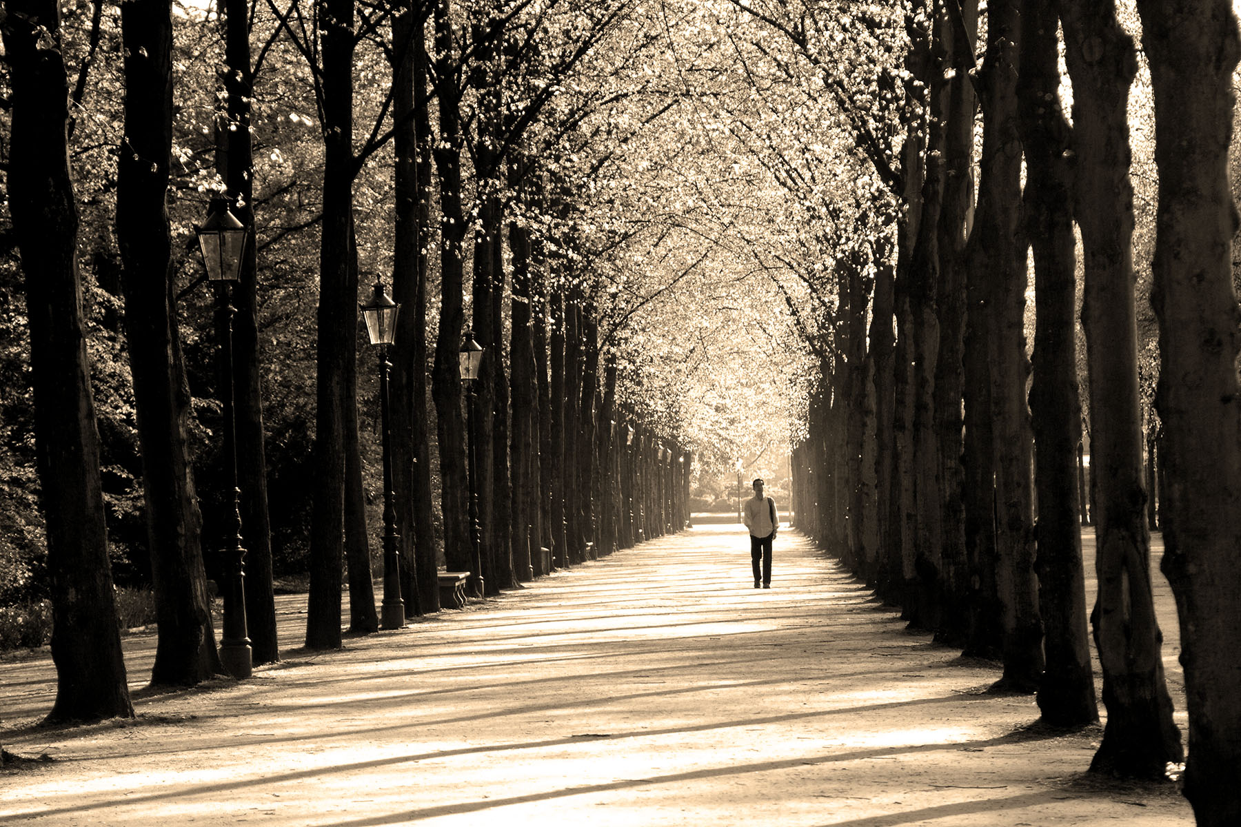 sepia_viale_alberato copia